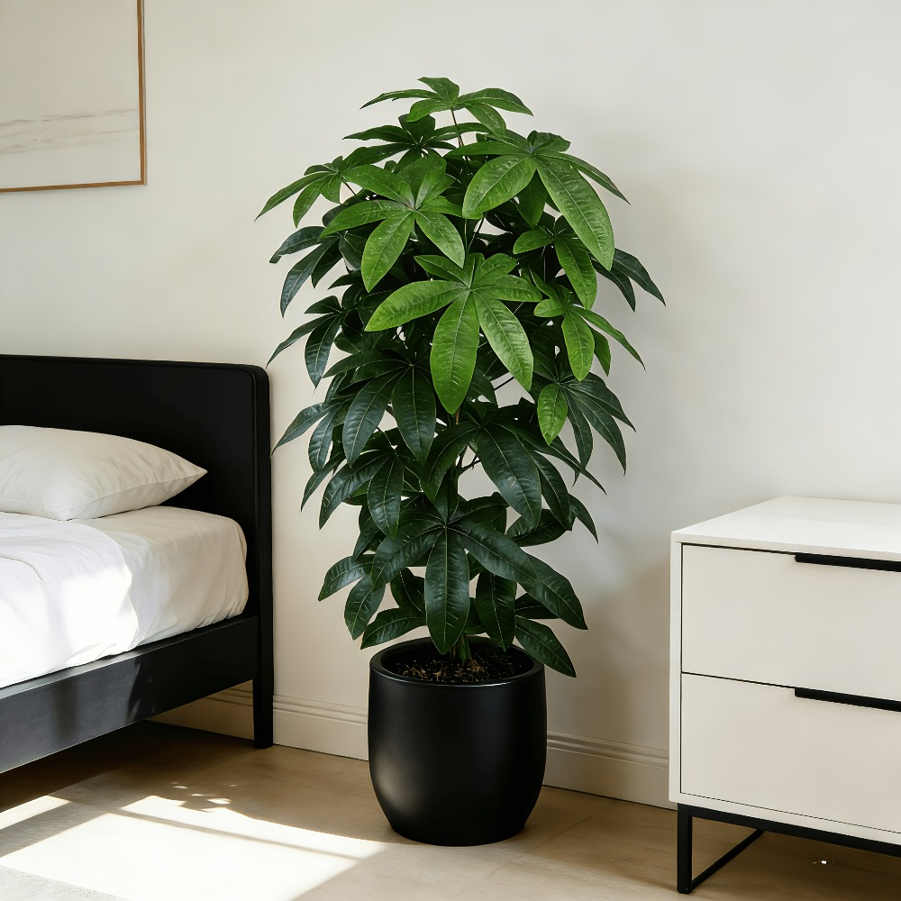 Dracaena Marginata - Un arbre à monnaie artificiel Pachira