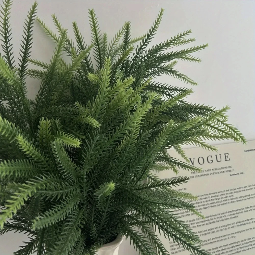 Branches de noël Norfolk, poin - Dracaena Marginata avis et prix