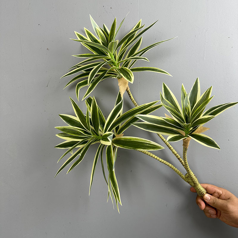 Plantes vertes simulées 3 tête - Dracaena Marginata avis et prix